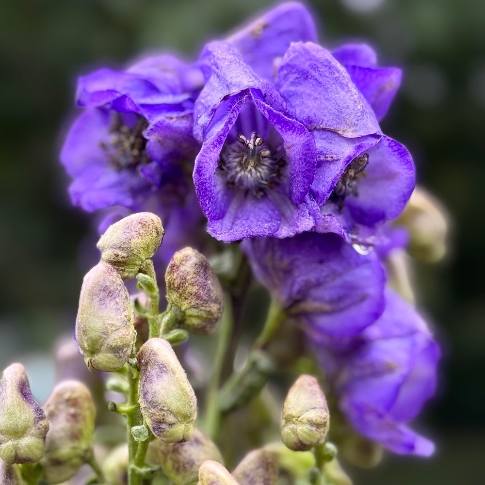 Meet your Posher, Carrie